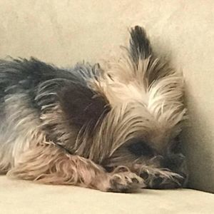 Meet your Posher, Dawn